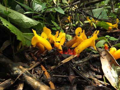Christisonia bicolor, photographed by Siddarth Machado