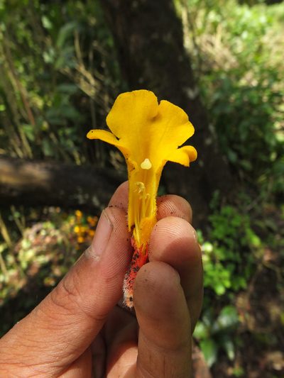 Christisonia bicolor, photographed by Siddarth Machado
