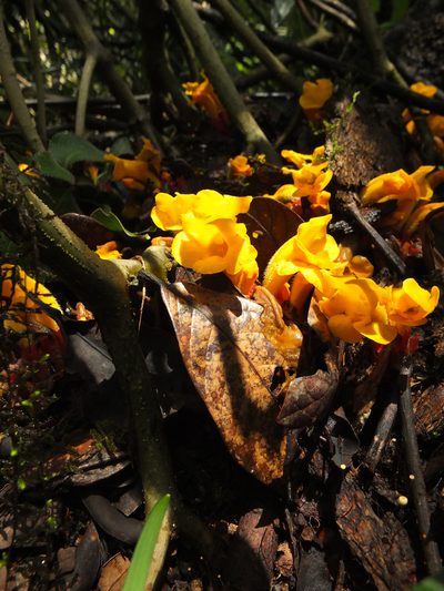 Christisonia bicolor, photographed by Siddarth Machado