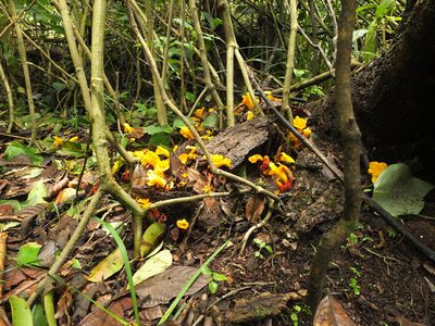 Christisonia bicolor, photographed by Siddarth Machado