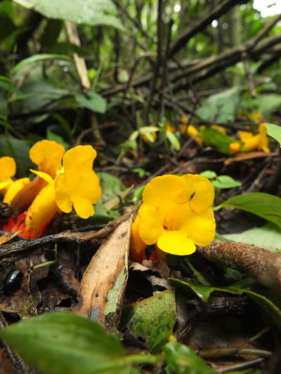 Christisonia bicolor, photographed by Siddarth Machado