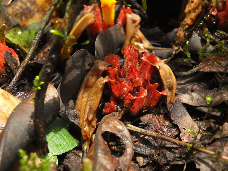 Christisonia bicolor, photographed by Siddarth Machado