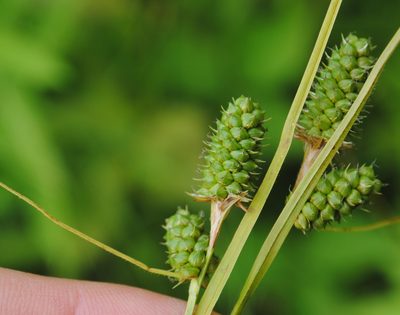 Carex bushii, photographed by Zihao Wang