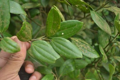 Cinnamomum sulphuratum, photographed by Siddarth Machado