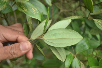 Cinnamomum sulphuratum, photographed by Siddarth Machado