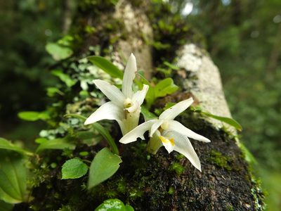 Porpax braccata, photographed by Siddarth Machado