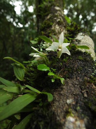 Porpax braccata, photographed by Siddarth Machado