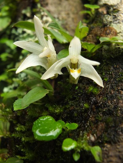 Porpax braccata, photographed by Siddarth Machado