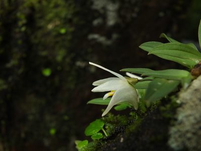 Porpax braccata, photographed by Siddarth Machado