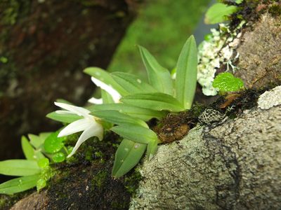 Porpax braccata, photographed by Siddarth Machado
