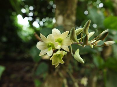 Dendrobium ovatum, photographed by Siddarth Machado