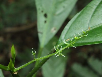 Dendrocnide sinuata, photographed by Siddarth Machado