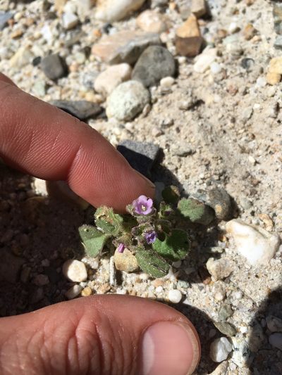 Phacelia peirsoniana, photographed by Martin Purdy