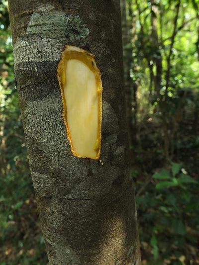 Diospyros sylvatica, photographed by Siddarth Machado