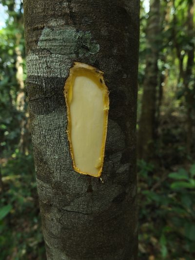 Diospyros sylvatica, photographed by Siddarth Machado