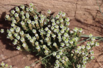 Selago densiflora, photographed by Tony Rebelo