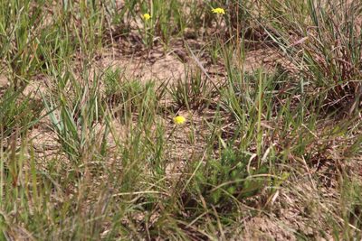 Euryops laxus, photographed by Tony Rebelo