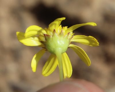Euryops laxus, photographed by Tony Rebelo