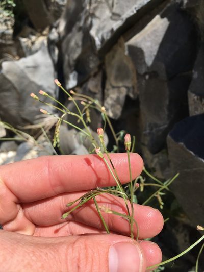 Eremothera chamaenerioides, photographed by Martin Purdy