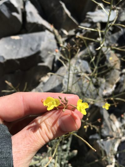 Chylismia walkeri, photographed by Martin Purdy
