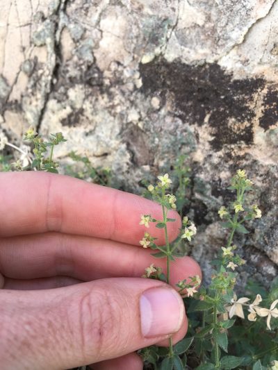 Trichogalium multiflorum, photographed by Martin Purdy