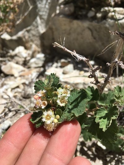 Physocarpus alternans, photographed by Martin Purdy