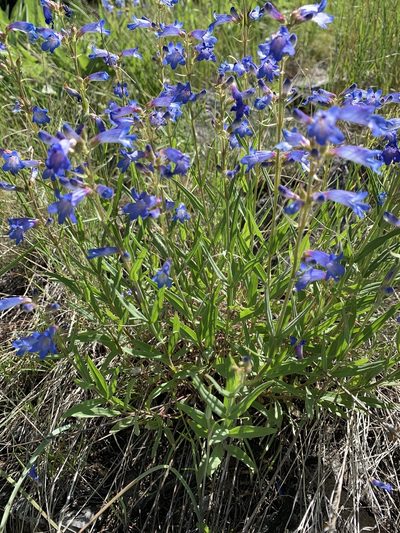 Penstemon radicosus, photographed by Whitney Brook Matson
