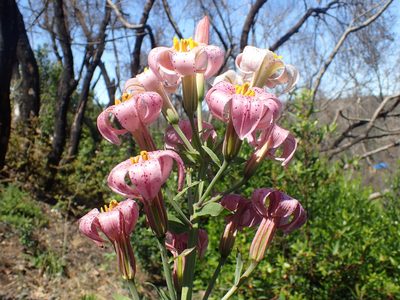 Lilium rubescens, photographed by Scott Yarger