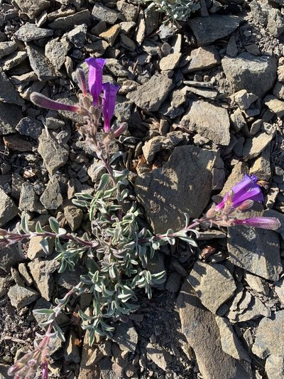 Penstemon purpusii, photographed by Scott Loarie