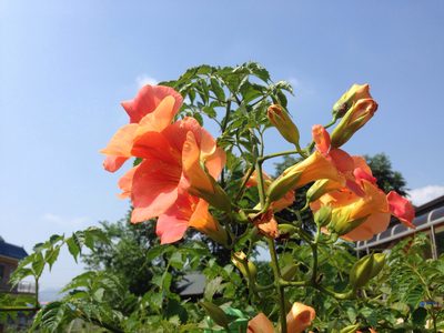 Campsis grandiflora, photographed by Kim, Hyun-tae