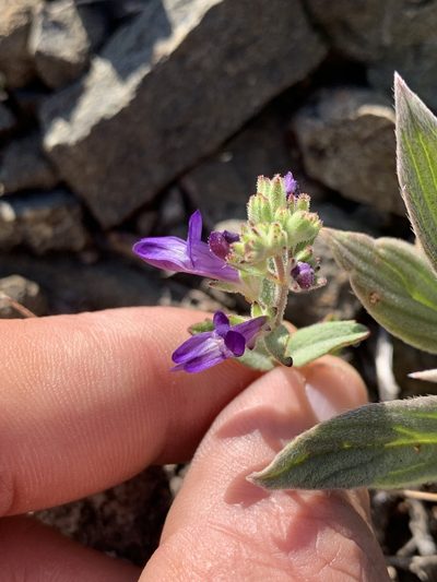 Collinsia greenei, photographed by Scott Loarie