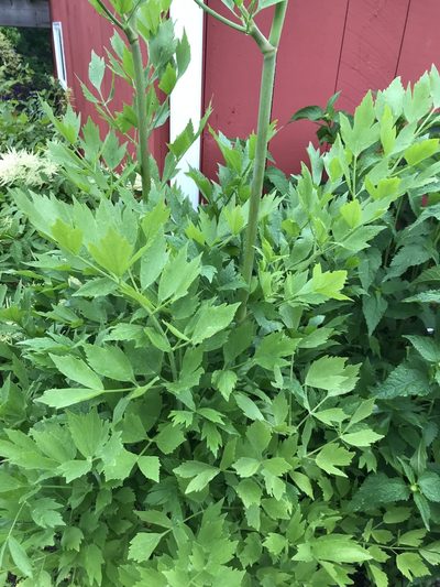 Levisticum officinale, photographed by M Sorensen