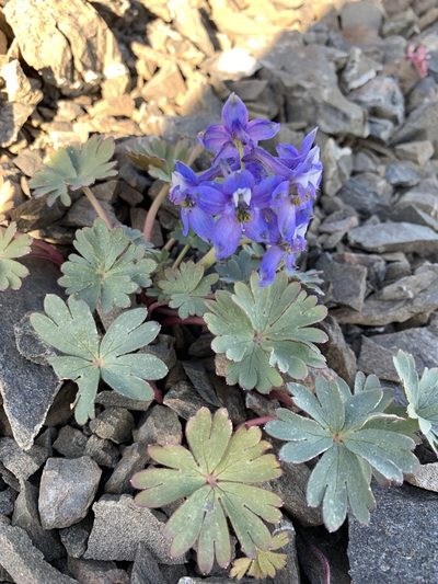 Delphinium antoninum, photographed by Scott Loarie