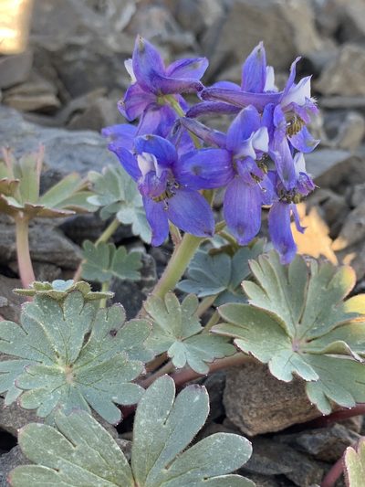 Delphinium antoninum, photographed by Scott Loarie