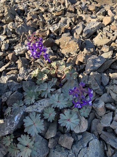 Delphinium antoninum, photographed by Scott Loarie