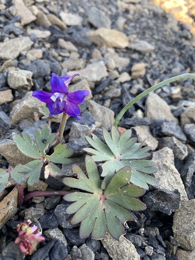 Delphinium antoninum, photographed by Scott Loarie