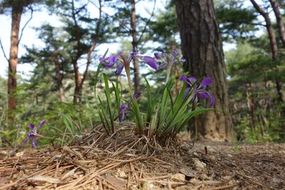 Iris rossii, photographed by Zoltán Stekkelpak