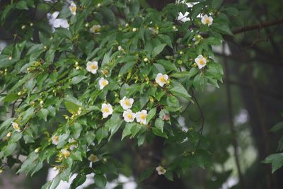 Stewartia monadelpha, photographed by harum.koh