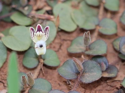 Andrographis serpyllifolia, photographed by Firos AK