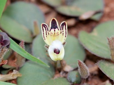 Andrographis serpyllifolia, photographed by Firos AK