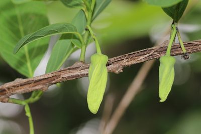 Annona squamosa, photographed by Firos AK
