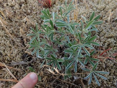 Lupinus littoralis, photographed by Randal