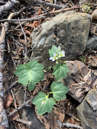 Cardamine pachystigma, photographed by Scott Loarie