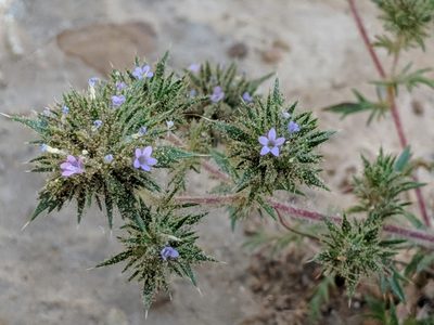 Navarretia mellita, photographed by Ken-ichi Ueda