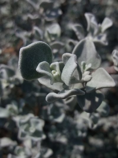 Leucophyllum ambiguum, photographed by Israel Castorena Lemus