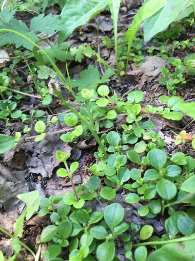 Botrychium minganense, photographed by Jason Grant