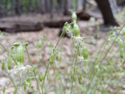 Silene lemmonii, photographed by Dustin VanOverbeke