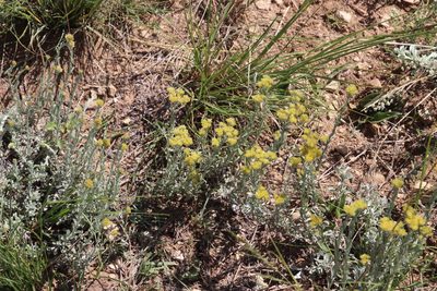 Helichrysum callicomum, photographed by Tony Rebelo