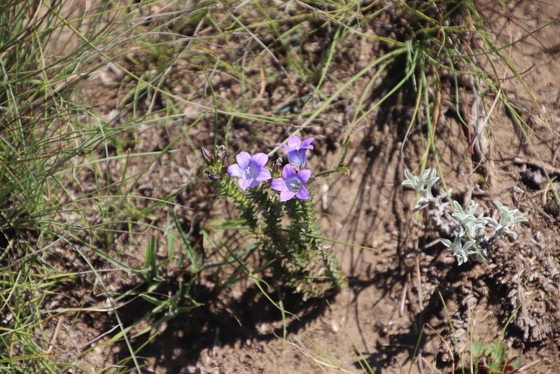 Wahlenbergia epacridea, photographed by Tony Rebelo