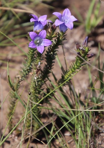 Wahlenbergia epacridea, photographed by Tony Rebelo